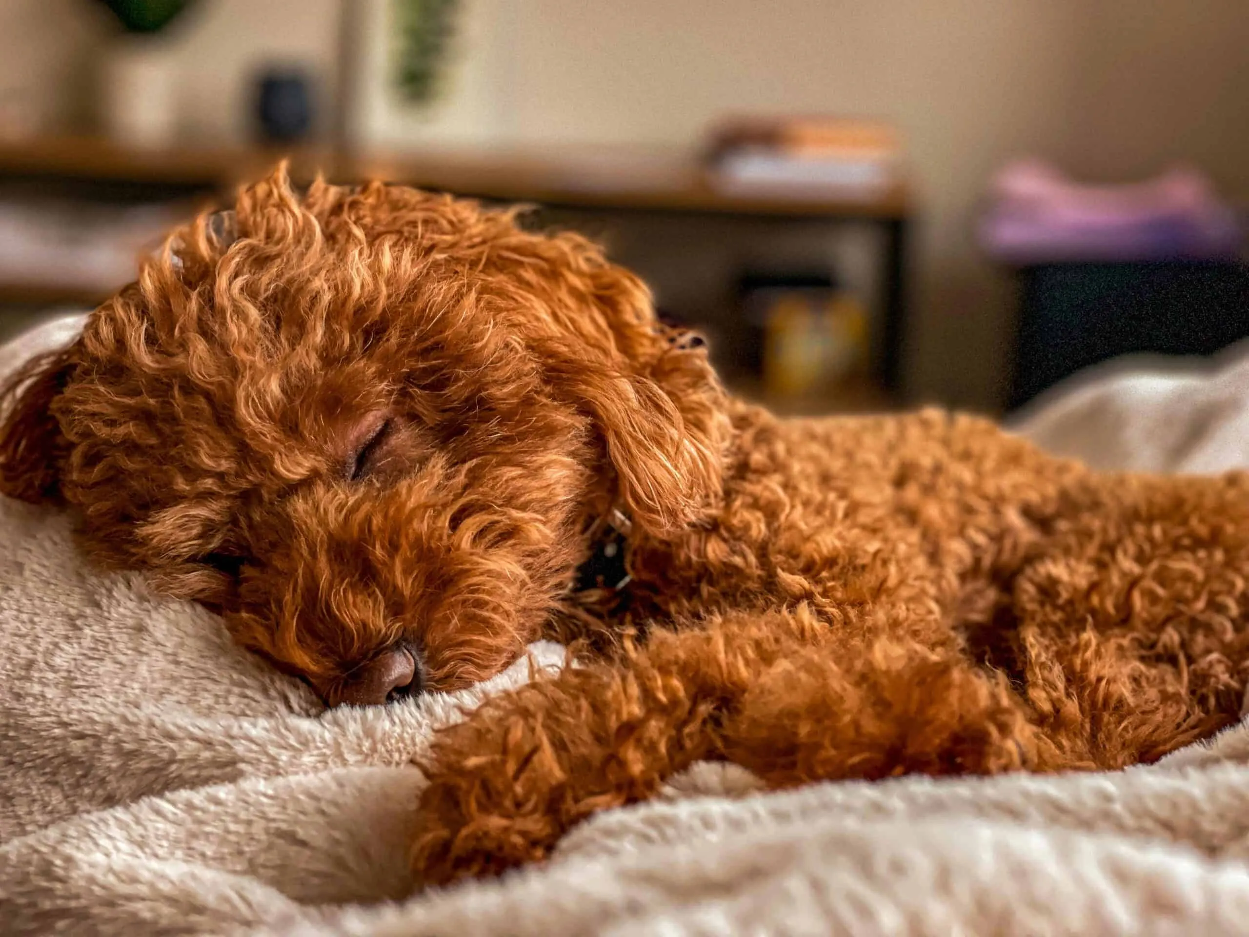 Sleep Optimisation: Why Great Leadership Isn't Fuelled By Caffeine, But By Recovery.